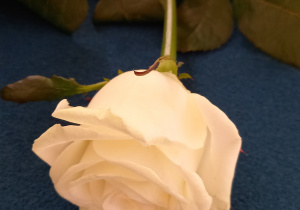 Biała róża na stole jury, symbol dzisiejszego apelu
